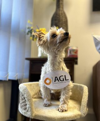small cream coloured dog in centre of picture. dog is looking up to the left. dog has Alianza Global Logistics Logo stuck on chest. 