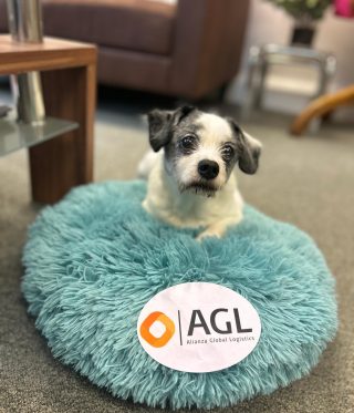 picture of small white dog with black ears. sat on blue circular pillow. Alianza Global Logistics sticker on pillow.